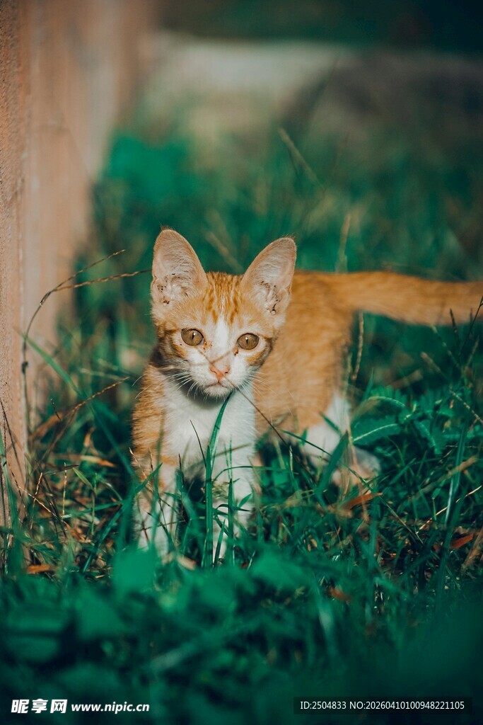 草地上的可爱小橘猫