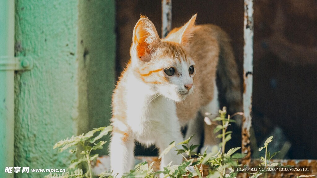 探头张望的可爱猫咪