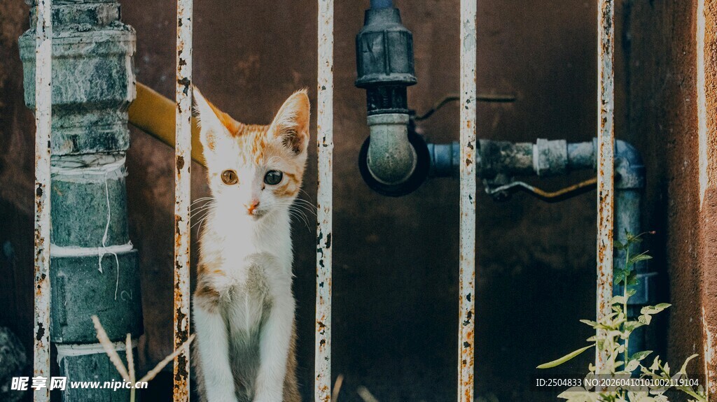 铁栏后探头的可爱猫咪