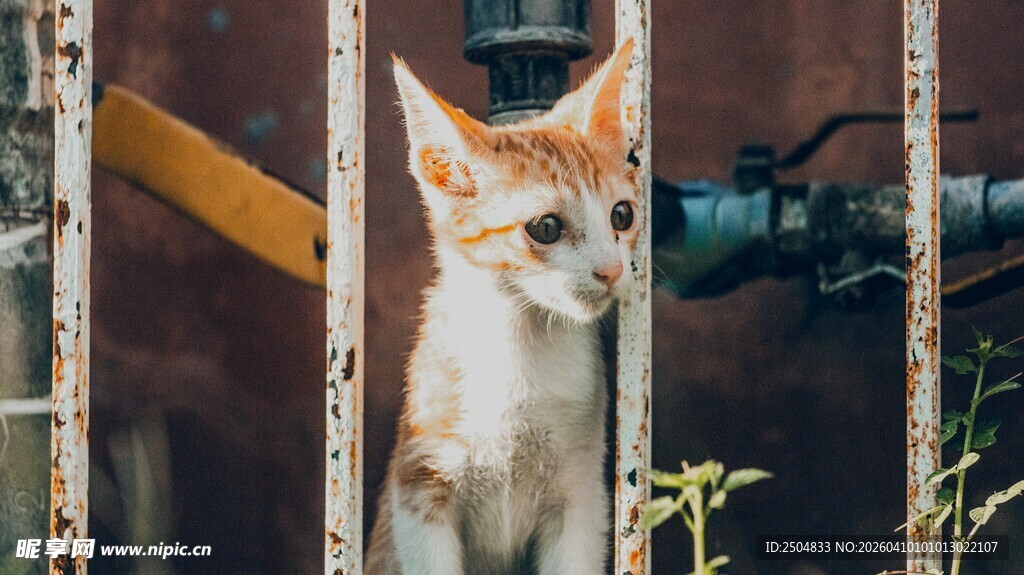 小猫从缝隙中好奇张望