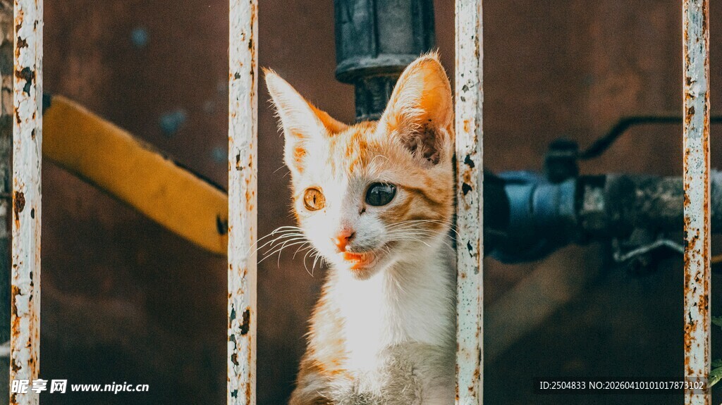 铁栏后好奇张望的小猫