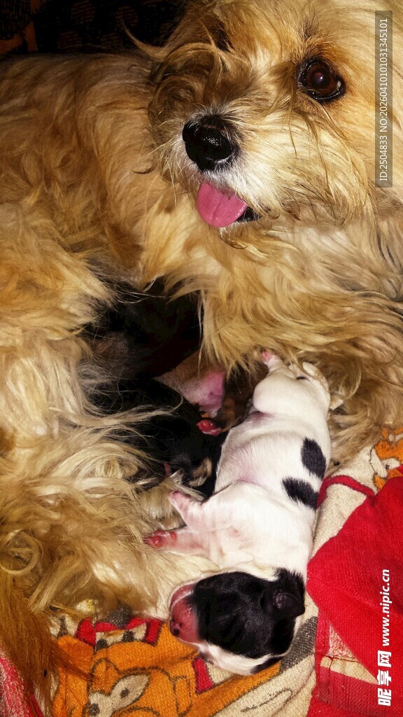 母狗与幼崽温馨相处画面