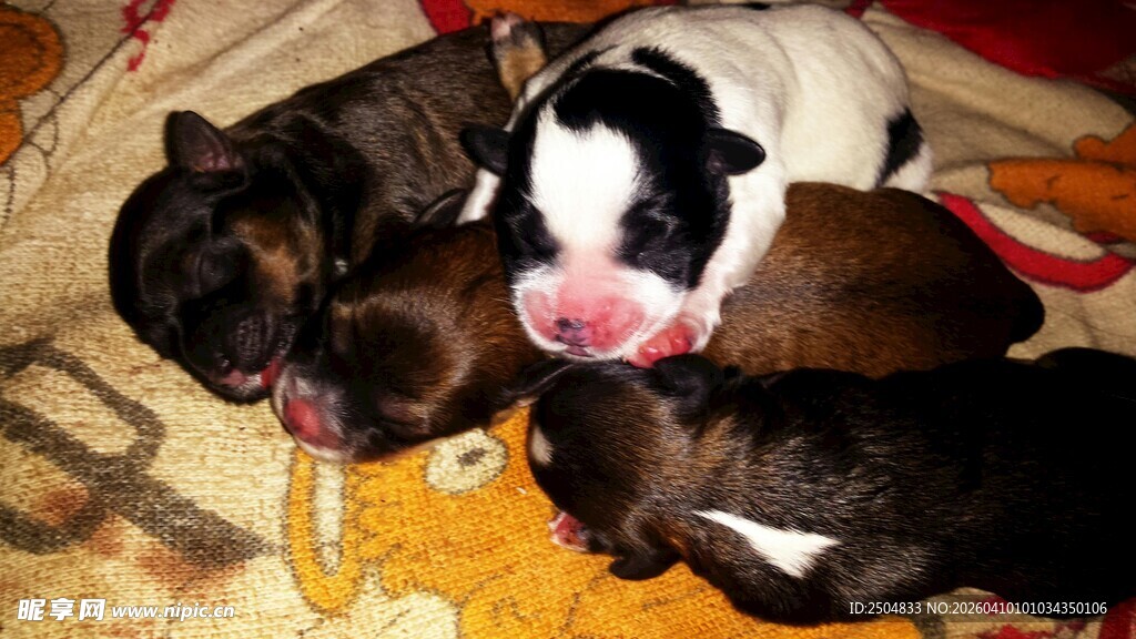 可爱幼犬依偎在一起