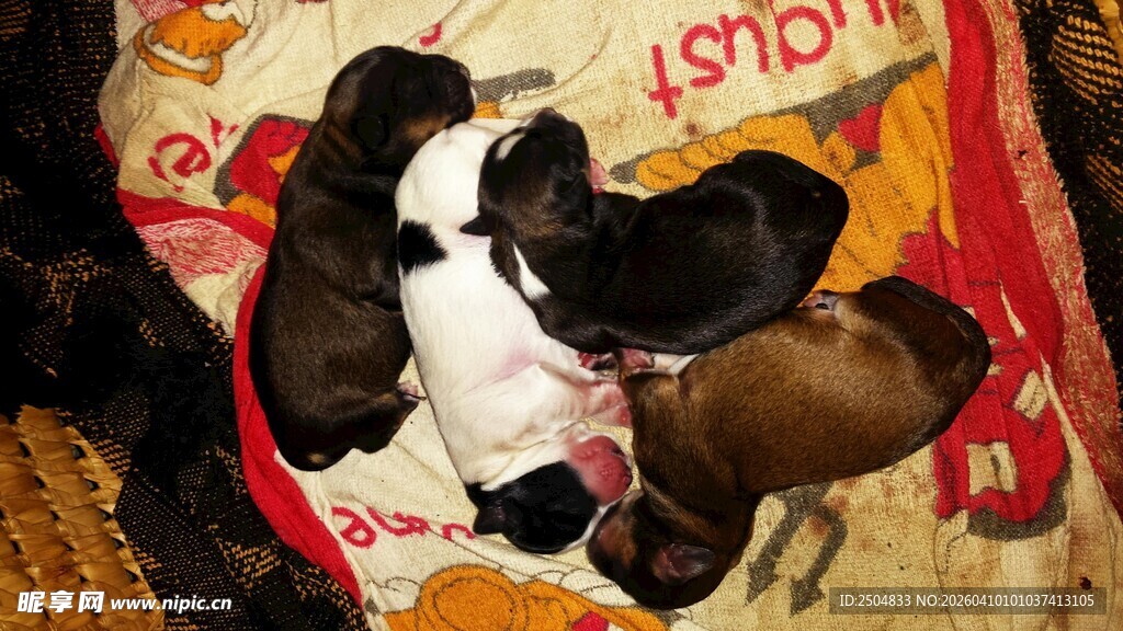 可爱小狗依偎在一起