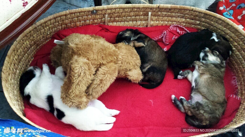 篮子里的毛绒玩具与猫咪