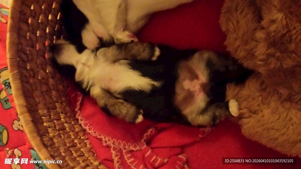 熟睡的小狗们