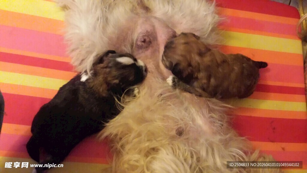 小狗依偎在母狗身旁哺乳