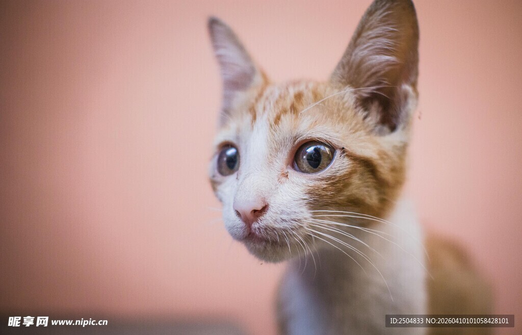 可爱小猫咪特写