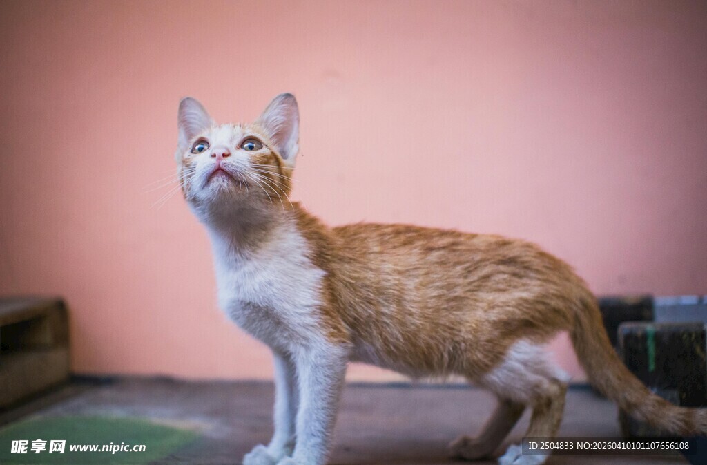 橘白猫咪抬头望向上方