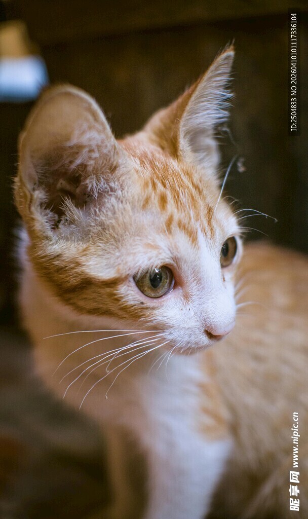 可爱橘白猫咪侧头凝望