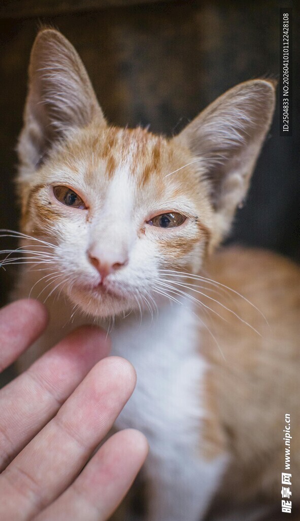 被抚摸的可爱小猫
