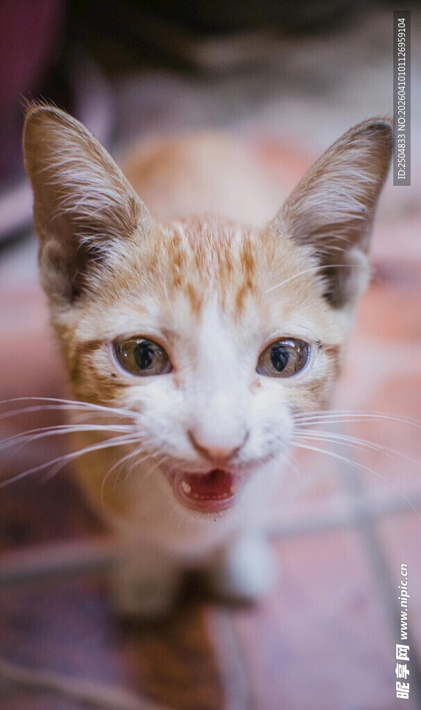 可爱小猫咪吐舌卖萌