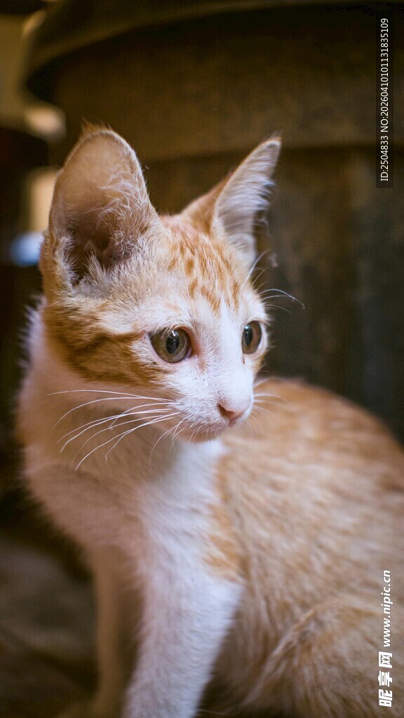 可爱橘白小猫侧头凝望