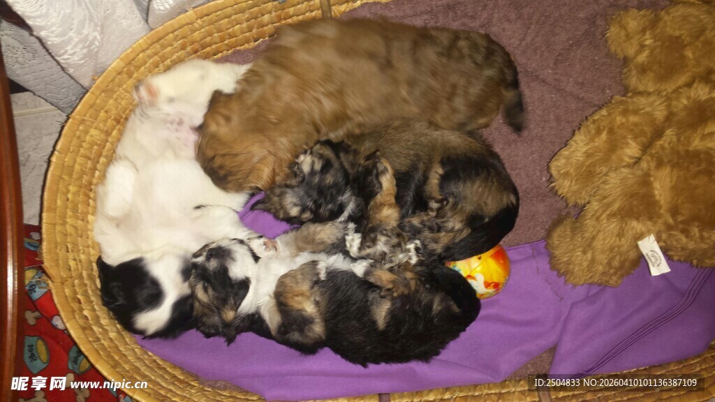 可爱小狗躺卧在垫子上