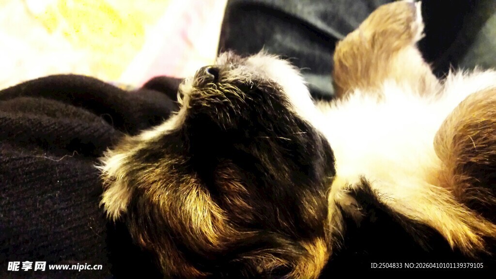 仰头的可爱宠物鼠