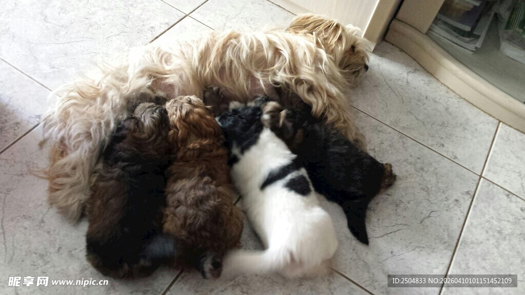 多只萌宠依偎在一起