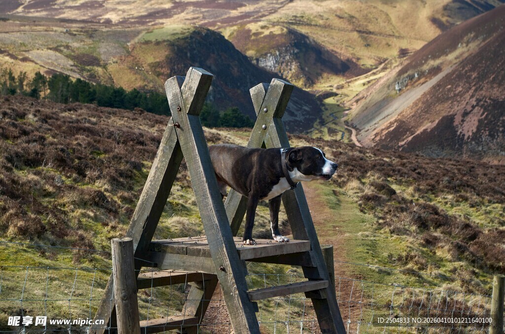 山间木梯与壮丽风景