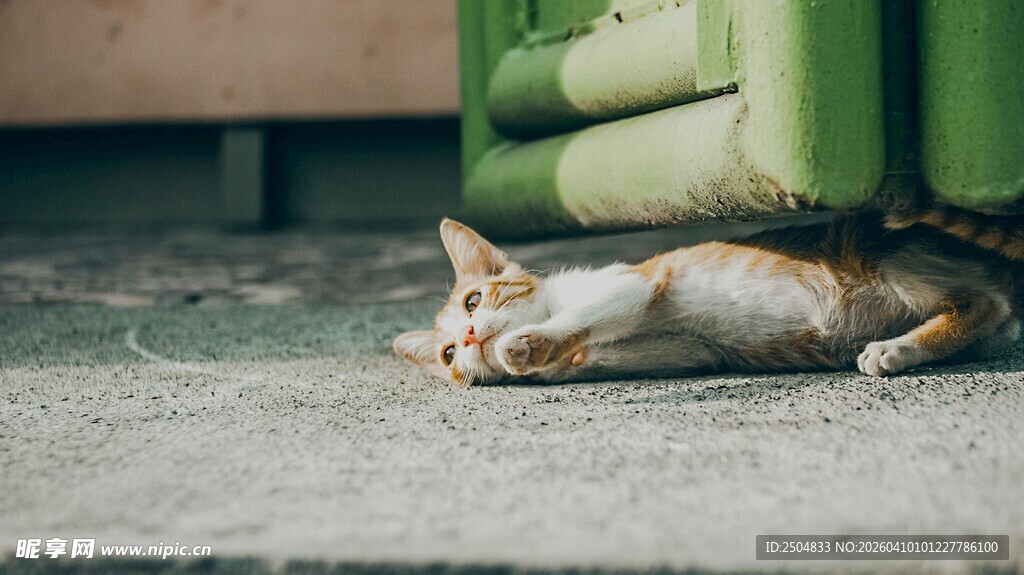 酣睡的猫咪
