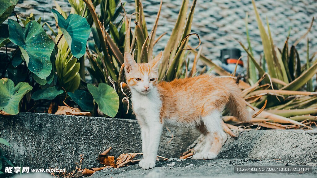 橘白猫咪立于绿植旁