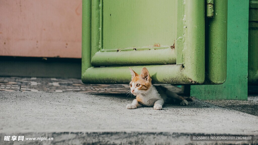 门边趴着的可爱小猫咪