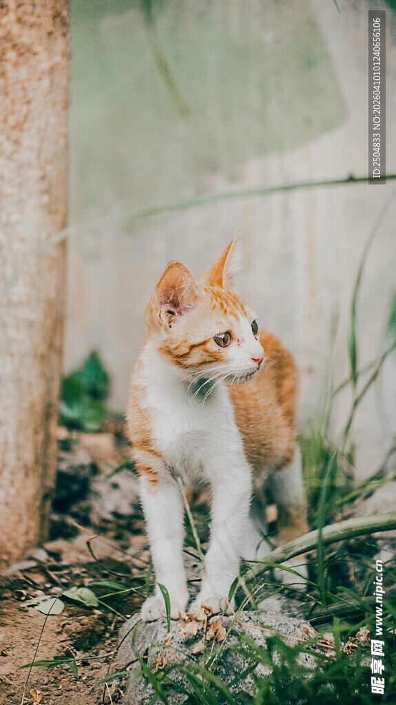 橘白猫咪于草丛边站立