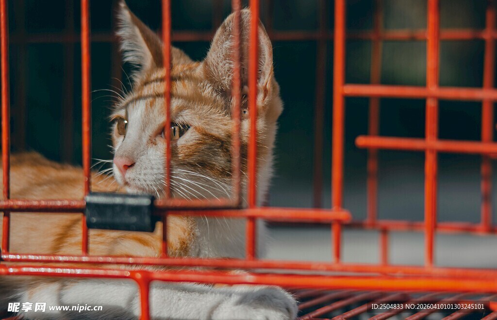 笼中猫咪