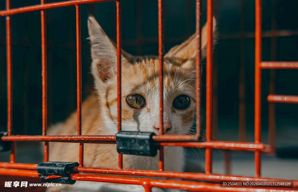 笼中猫咪