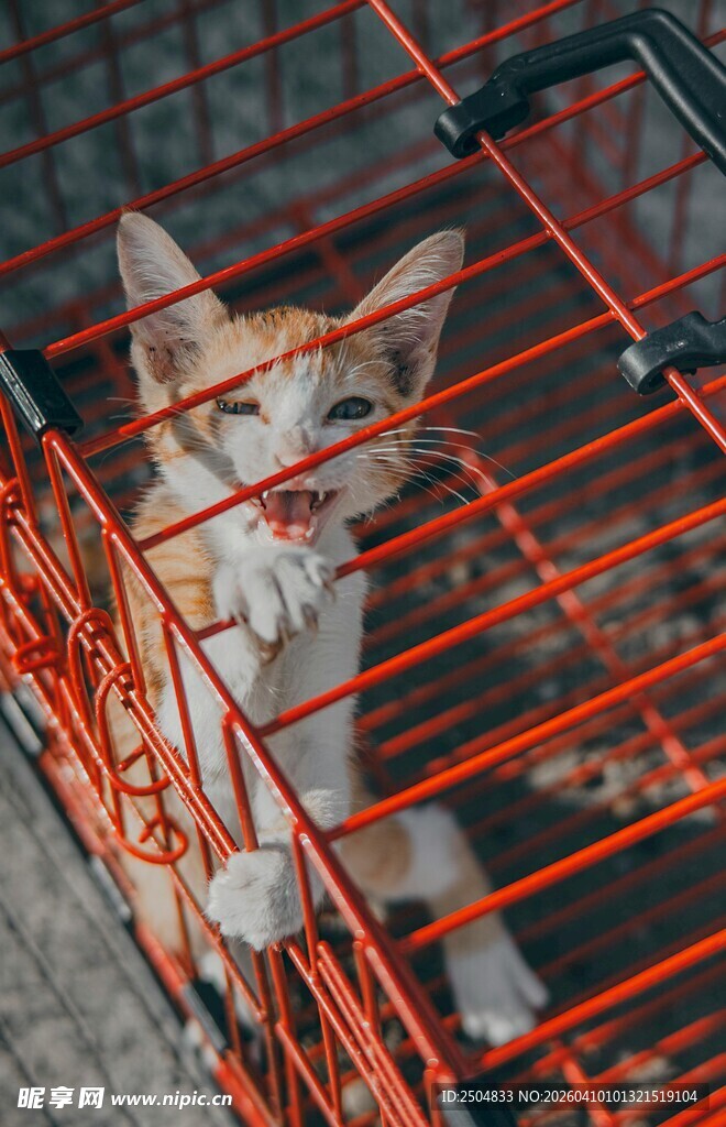 笼中橘猫 眼神透着无助