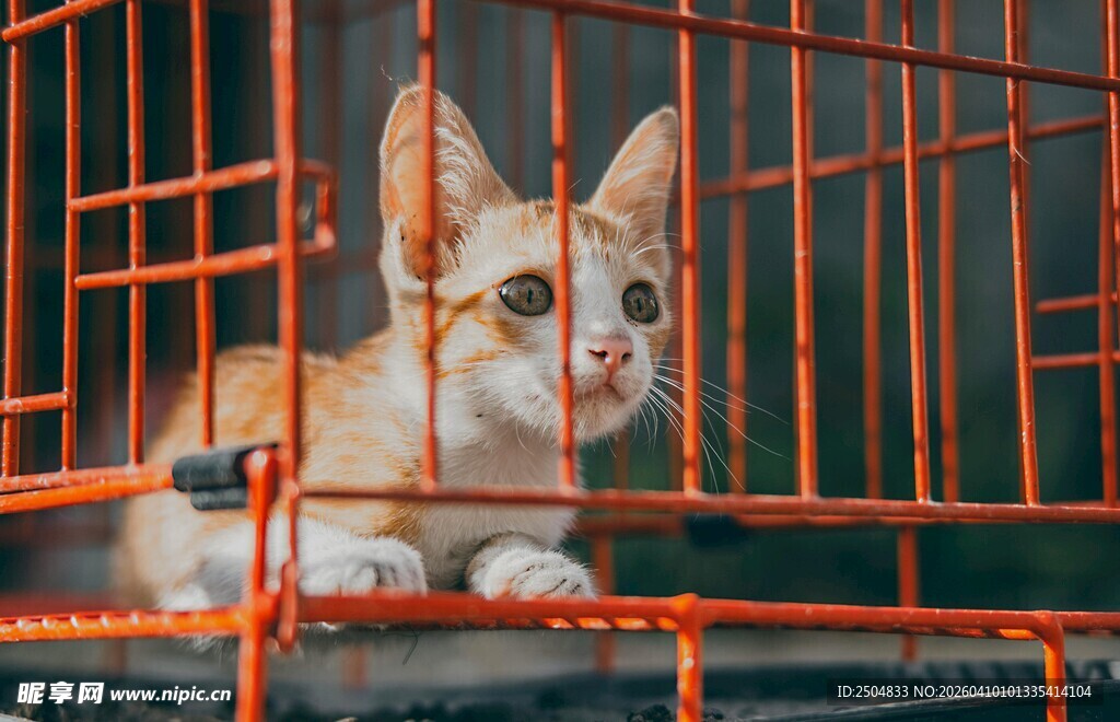 笼中小猫