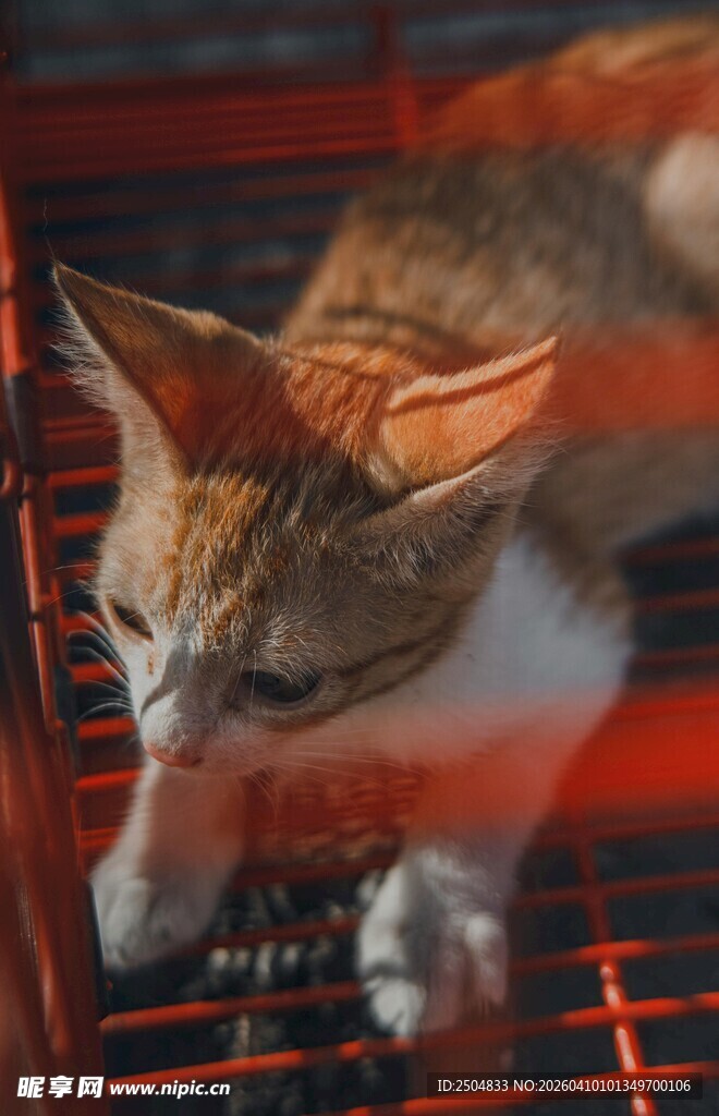 笼中猫咪的忧郁瞬间