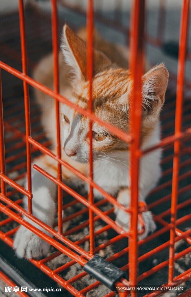 笼中橘猫 眼神惹人怜