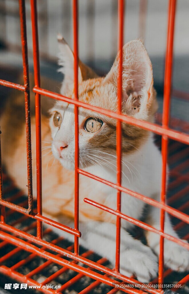 笼中猫咪