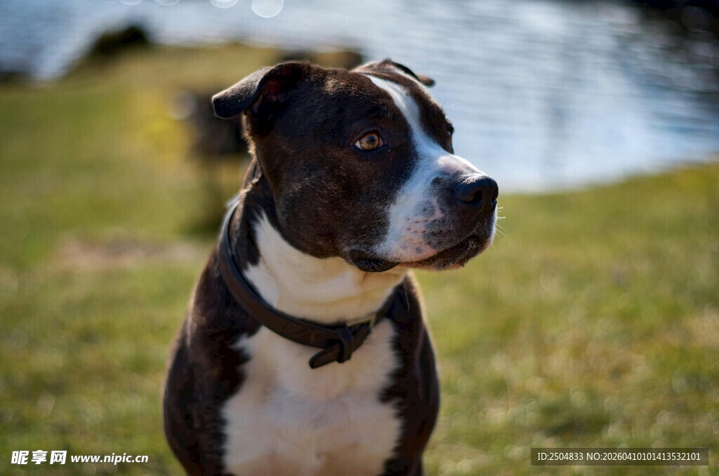 黑白犬于草地望向远方
