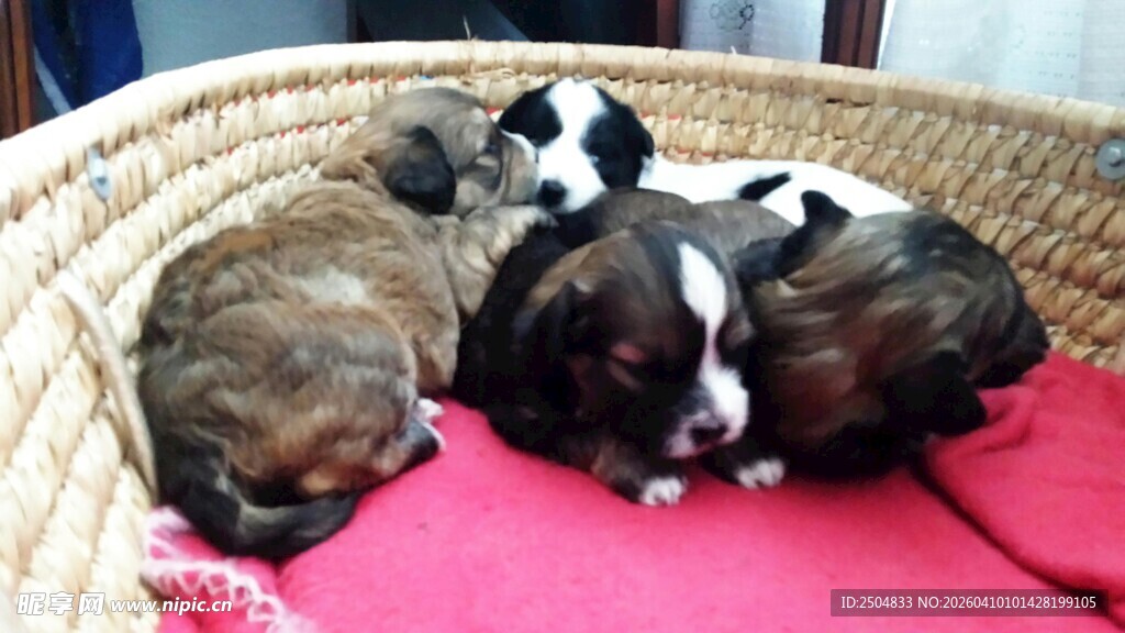 篮子里的可爱小奶狗