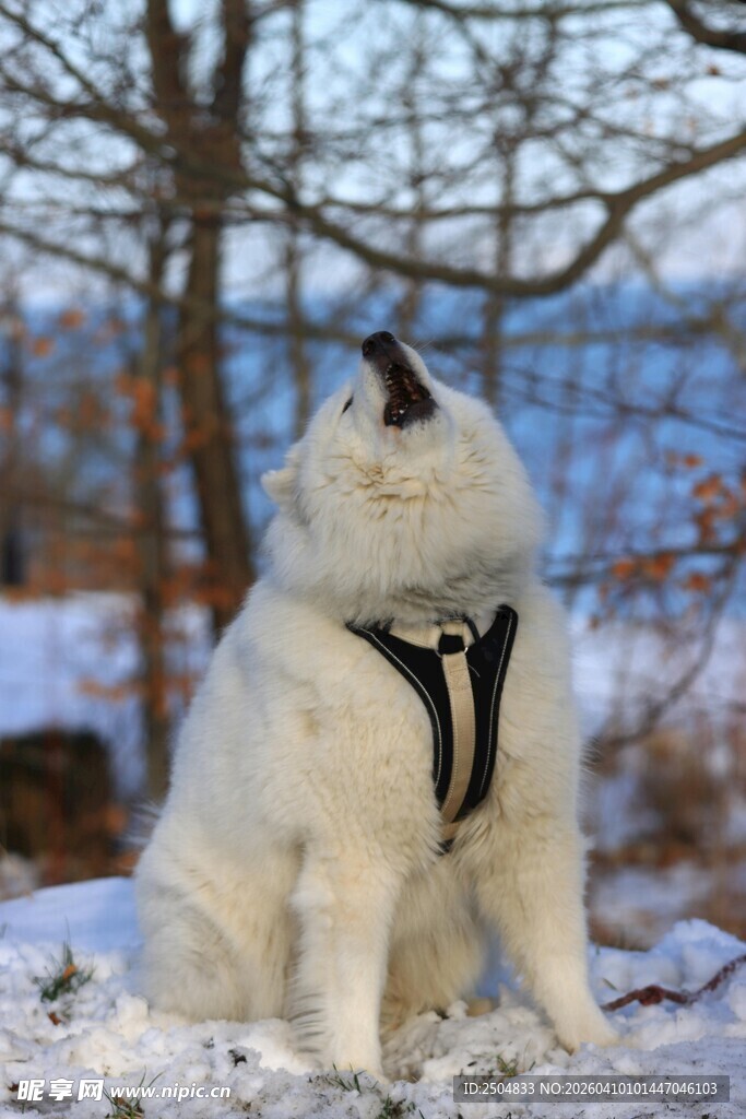 雪地中的白色猫咪