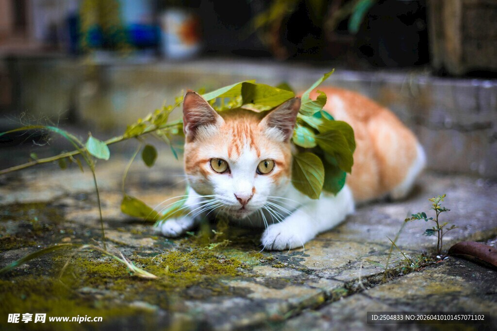 橘猫头戴绿叶趴于石上