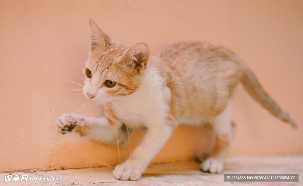 活泼小猫伸展身姿