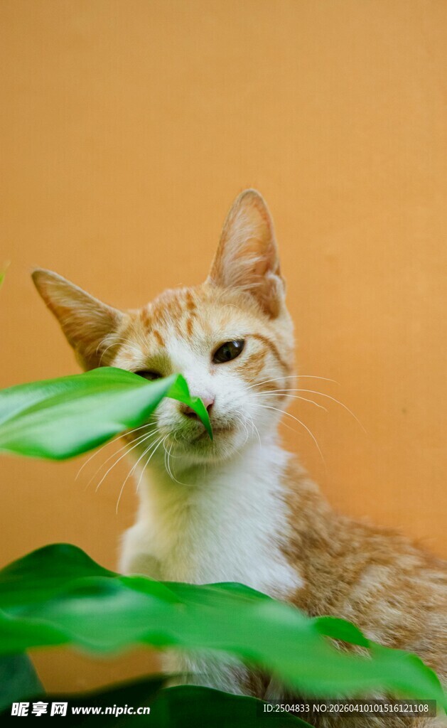 小猫嗅闻绿叶