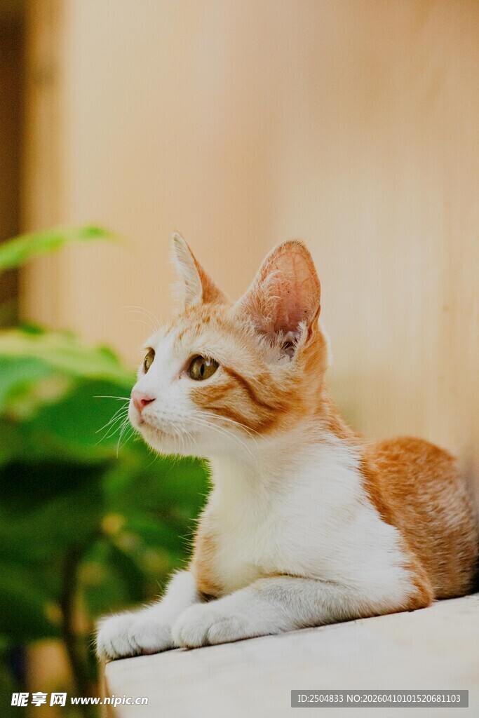 可爱猫咪惬意趴卧