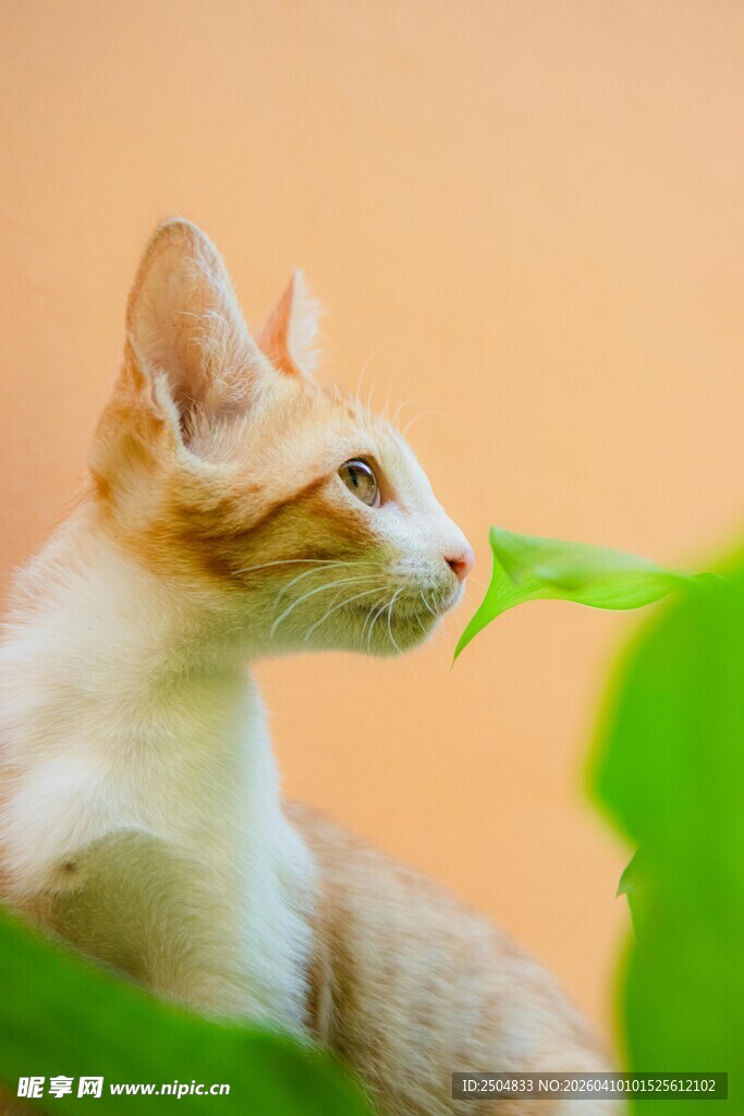可爱猫咪嗅闻绿叶