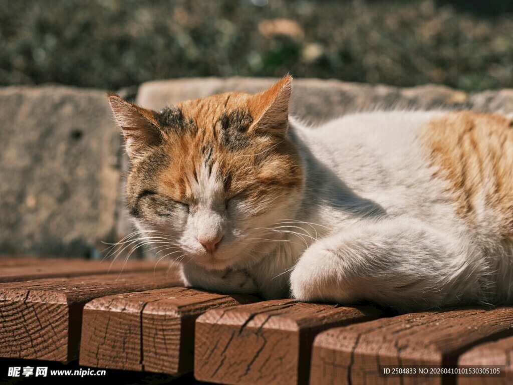 慵懒猫咪惬意趴木凳