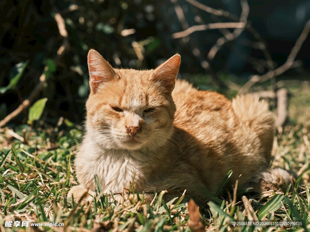 阳光下的慵懒橘猫