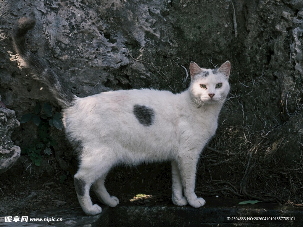 斑点白猫立于岩石旁