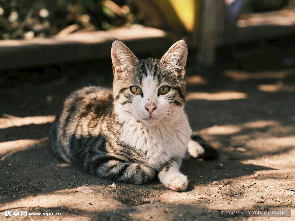 阳光下的可爱猫咪