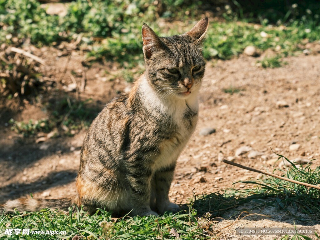 阳光下的蹲坐猫咪