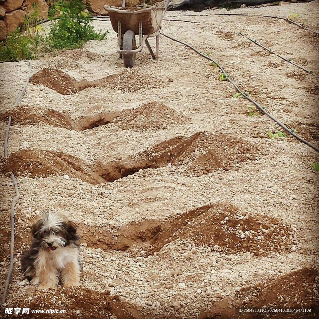 小狗漫步于垄间田园场景