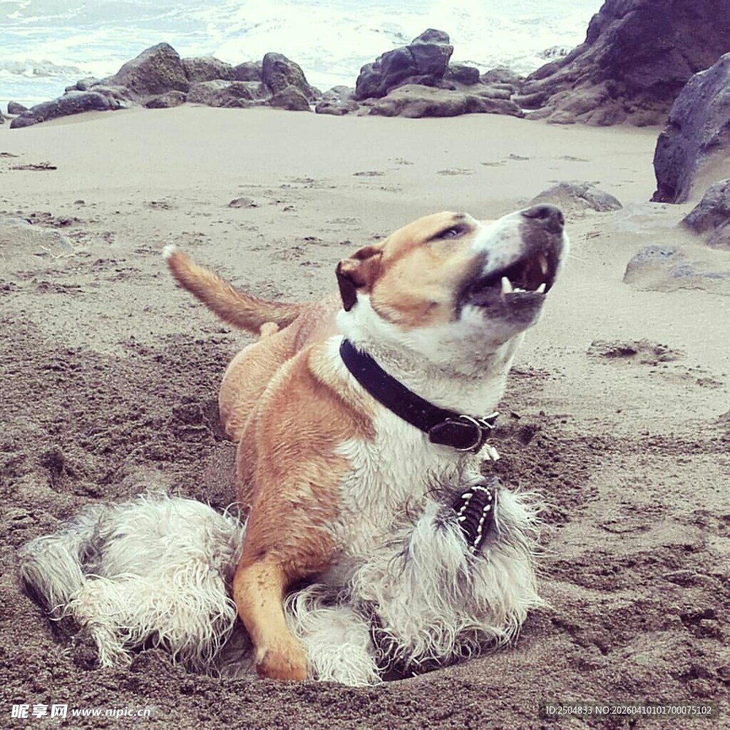 沙滩上玩耍的可爱狗狗