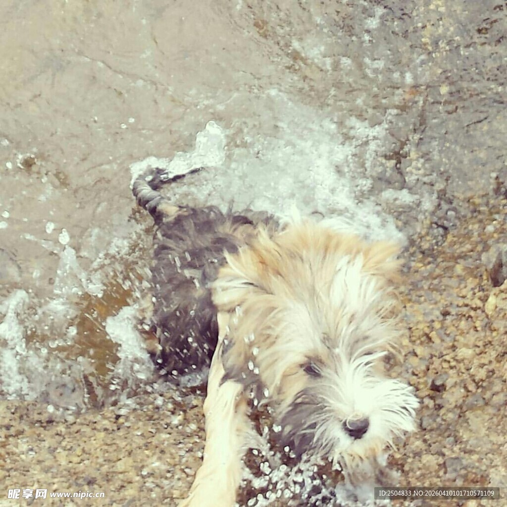 小狗惬意享受洗澡时刻