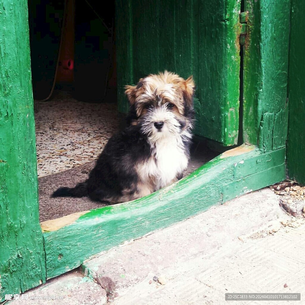 绿门边的可爱小狗狗