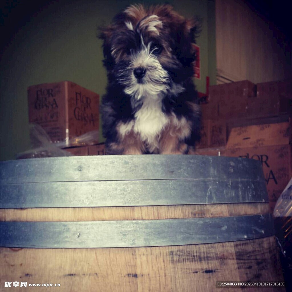 木桶上的可爱小萌犬